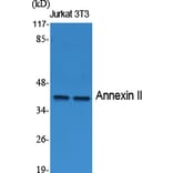 Western Blot - Anti-Annexin II Antibody (R12-2023) - Antibodies.com