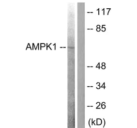 Western Blot - Anti-AMPK alpha Antibody (B0003) - Antibodies.com