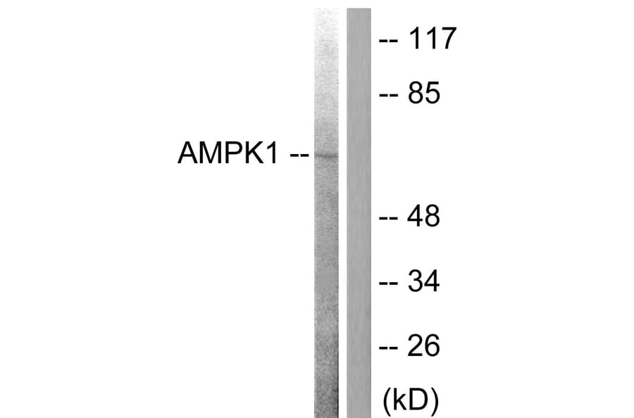 Western Blot - Anti-AMPK alpha Antibody (B0003) - Antibodies.com
