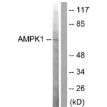 Western Blot - Anti-AMPK alpha Antibody (B0003) - Antibodies.com