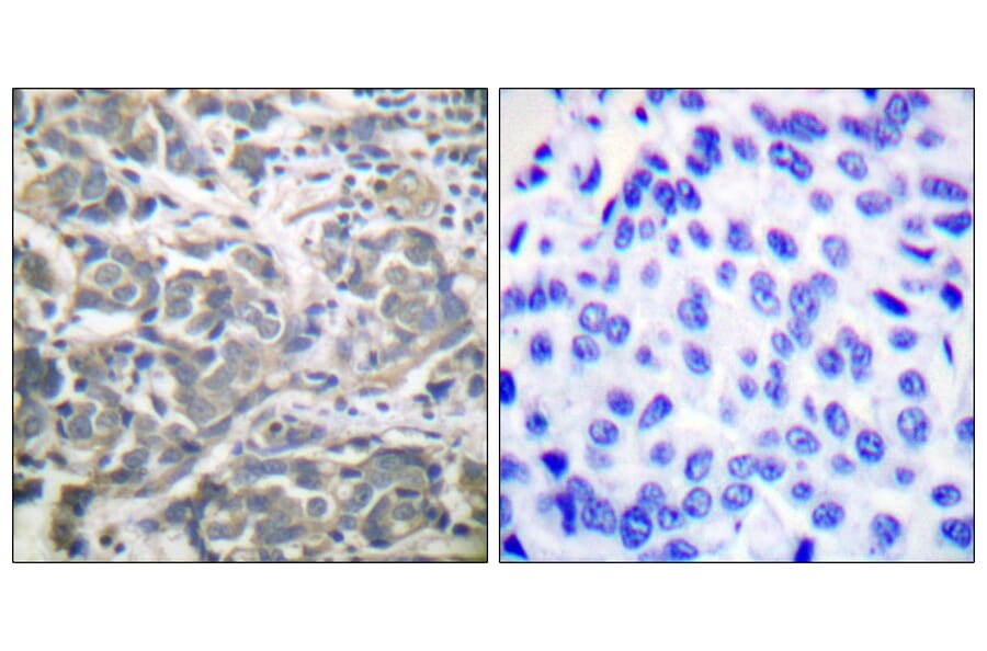 Immunohistochemistry - Anti-AMPK alpha Antibody (B0003) - Antibodies.com