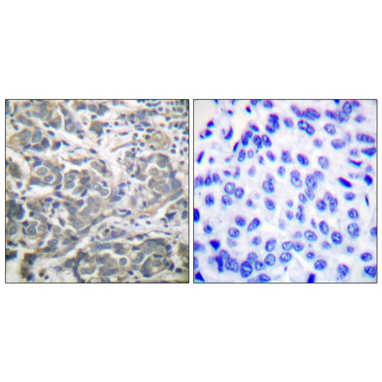 Immunohistochemistry - Anti-AMPK alpha Antibody (B0003) - Antibodies.com