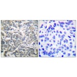 Immunohistochemistry - Anti-AMPK alpha Antibody (B0003) - Antibodies.com