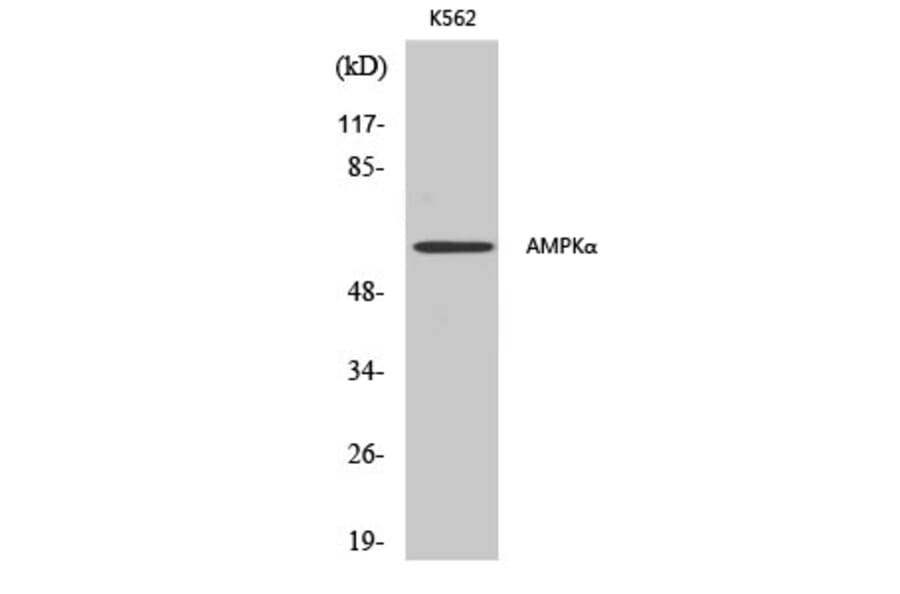 Western Blot - Anti-AMPK alpha Antibody (B0003) - Antibodies.com