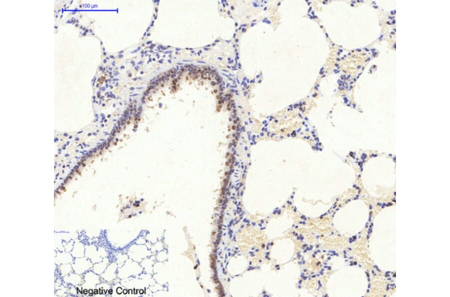 Immunohistochemistry - Anti-AMPK alpha Antibody (B0003) - Antibodies.com