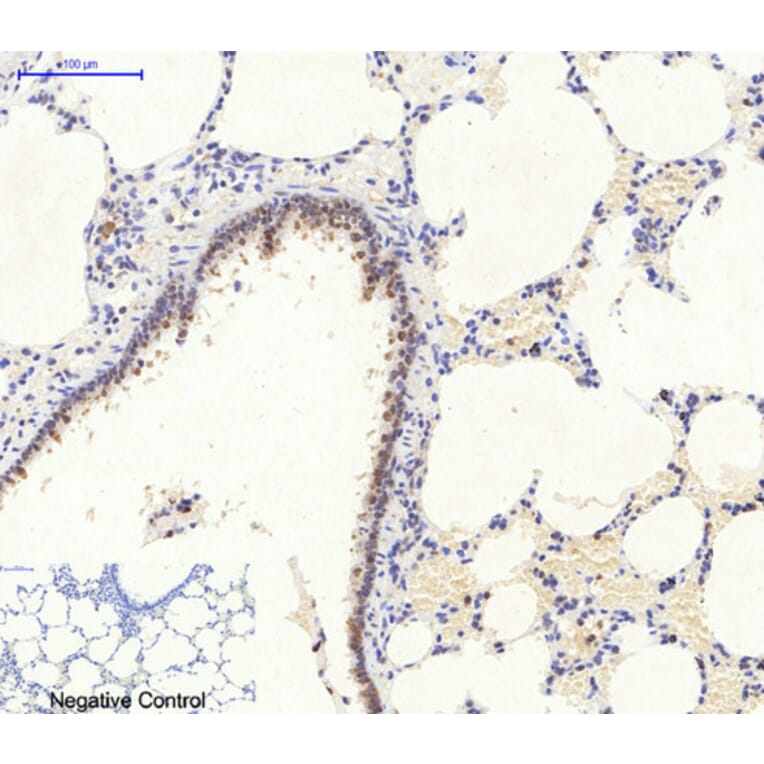 Immunohistochemistry - Anti-AMPK alpha Antibody (B0003) - Antibodies.com