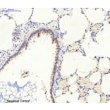 Immunohistochemistry - Anti-AMPK alpha Antibody (B0003) - Antibodies.com
