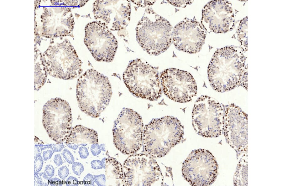 Immunohistochemistry - Anti-AMPK alpha Antibody (B0003) - Antibodies.com