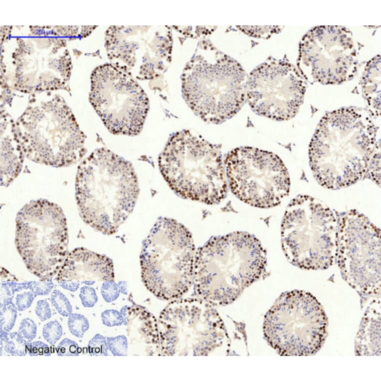 Immunohistochemistry - Anti-AMPK alpha Antibody (B0003) - Antibodies.com