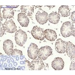 Immunohistochemistry - Anti-AMPK alpha Antibody (B0003) - Antibodies.com