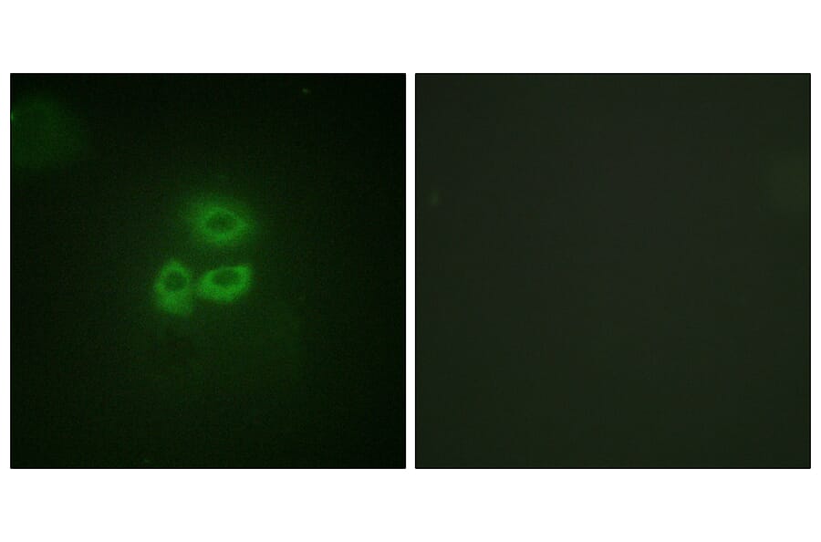 Immunofluorescence - Anti-PKC mu Antibody (B0806) - Antibodies.com