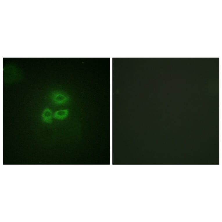 Immunofluorescence - Anti-PKC mu Antibody (B0806) - Antibodies.com