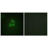 Immunofluorescence - Anti-PKC mu Antibody (B0806) - Antibodies.com