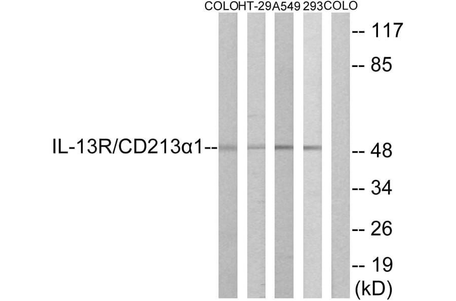 Western Blot - Anti-IL-13R Antibody (B1057) - Antibodies.com