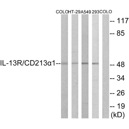 Western Blot - Anti-IL-13R Antibody (B1057) - Antibodies.com