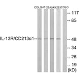 Western Blot - Anti-IL-13R Antibody (B1057) - Antibodies.com