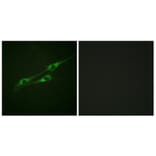 Immunofluorescence - Anti-IL-13R Antibody (B1057) - Antibodies.com