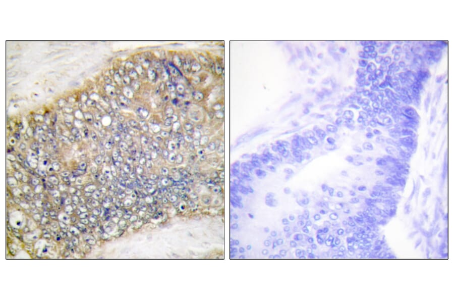 Immunohistochemistry - Anti-TALL-2 Antibody (C10195) - Antibodies.com