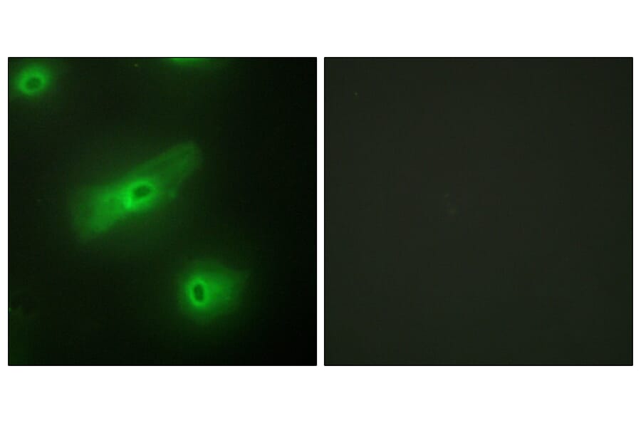Immunofluorescence - Anti-TALL-2 Antibody (C10195) - Antibodies.com