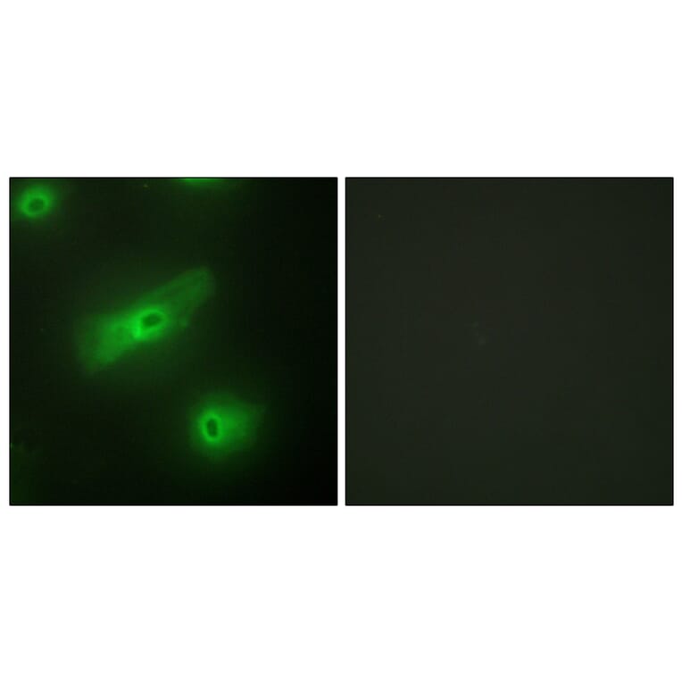 Immunofluorescence - Anti-TALL-2 Antibody (C10195) - Antibodies.com