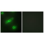Immunofluorescence - Anti-TALL-2 Antibody (C10195) - Antibodies.com