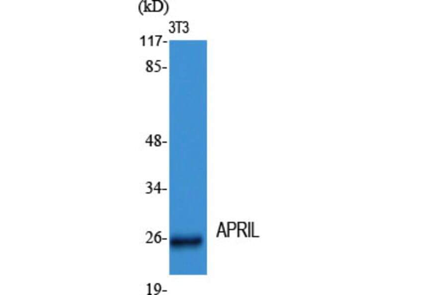 Western Blot - Anti-TALL-2 Antibody (C10195) - Antibodies.com