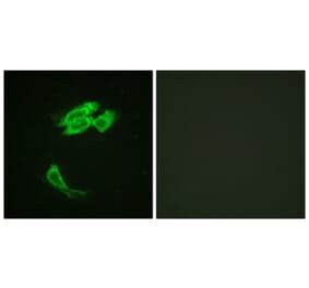 Immunofluorescence - Anti-PEA-15 Antibody (B0545) - Antibodies.com