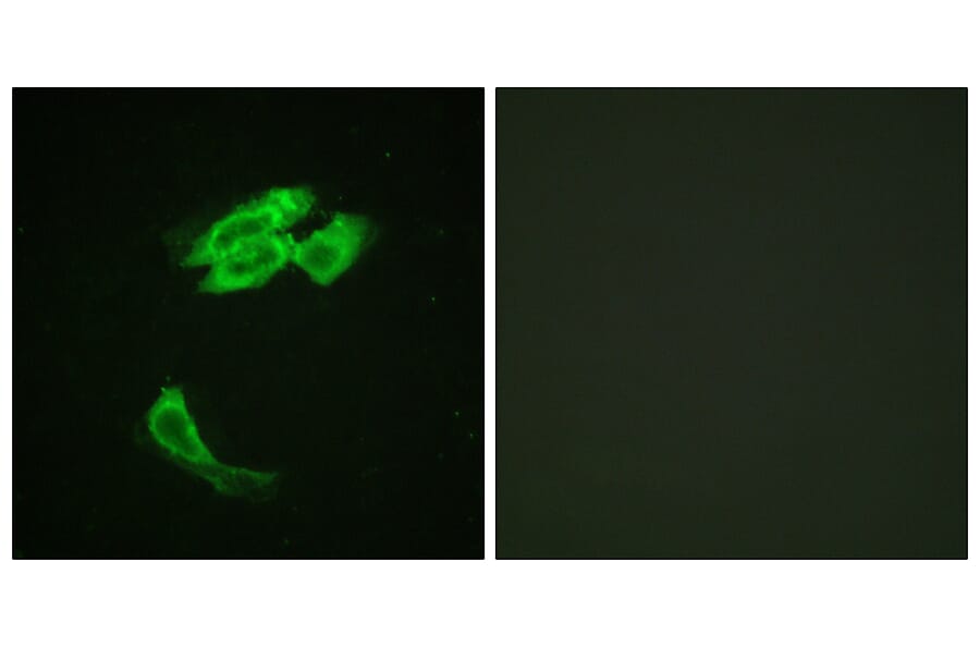 Immunofluorescence - Anti-PEA-15 Antibody (B0545) - Antibodies.com