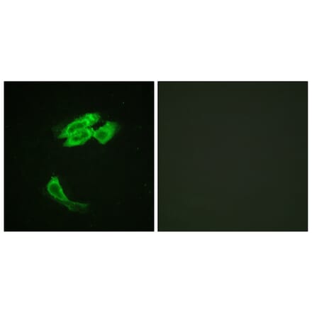 Immunofluorescence - Anti-PEA-15 Antibody (B0545) - Antibodies.com