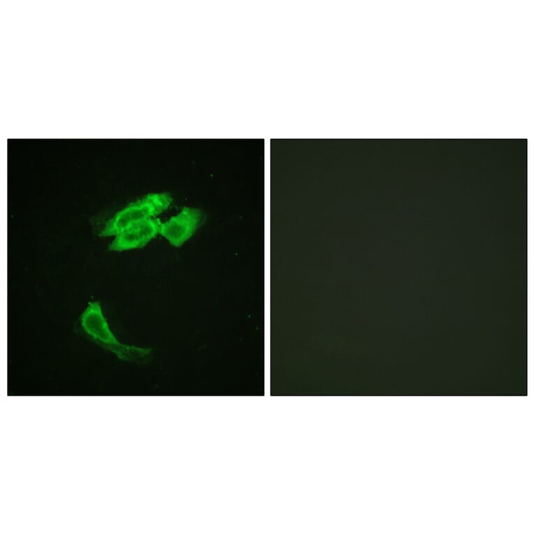 Immunofluorescence - Anti-PEA-15 Antibody (B0545) - Antibodies.com