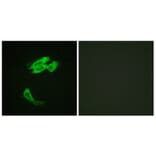 Immunofluorescence - Anti-PEA-15 Antibody (B0545) - Antibodies.com