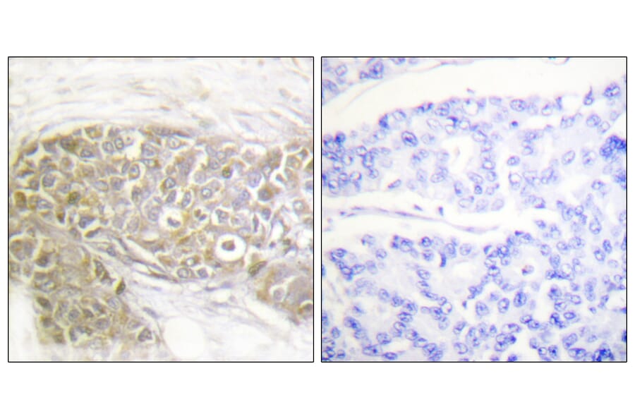 Immunohistochemistry - Anti-PEA-15 Antibody (B0545) - Antibodies.com