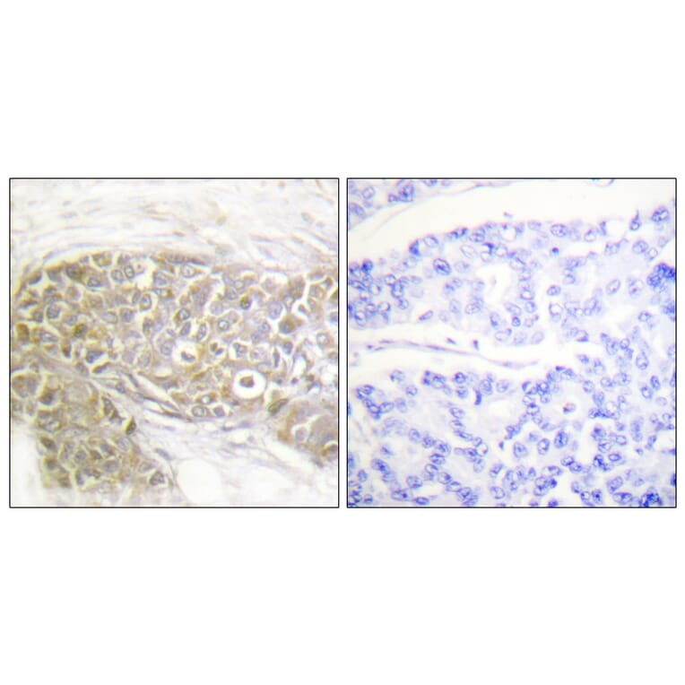 Immunohistochemistry - Anti-PEA-15 Antibody (B0545) - Antibodies.com