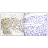 Immunohistochemistry - Anti-PEA-15 Antibody (B0545) - Antibodies.com