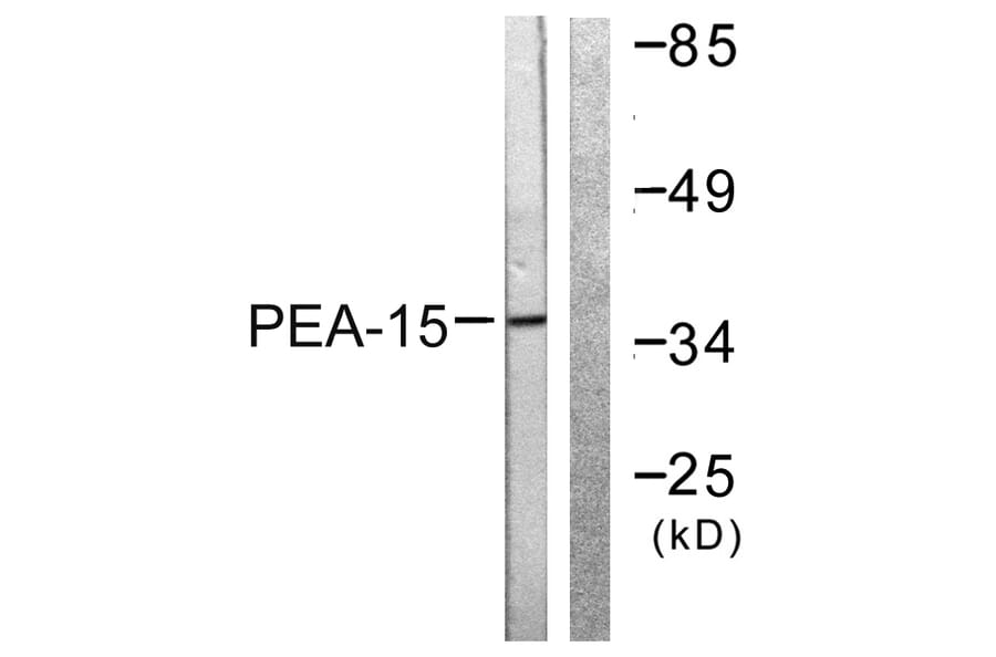 Western Blot - Anti-PEA-15 Antibody (B0545) - Antibodies.com