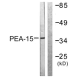 Western Blot - Anti-PEA-15 Antibody (B0545) - Antibodies.com