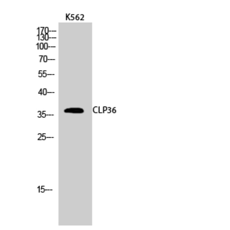 Western Blot - Anti-PDLIM1 Antibody (C10012) - Antibodies.com