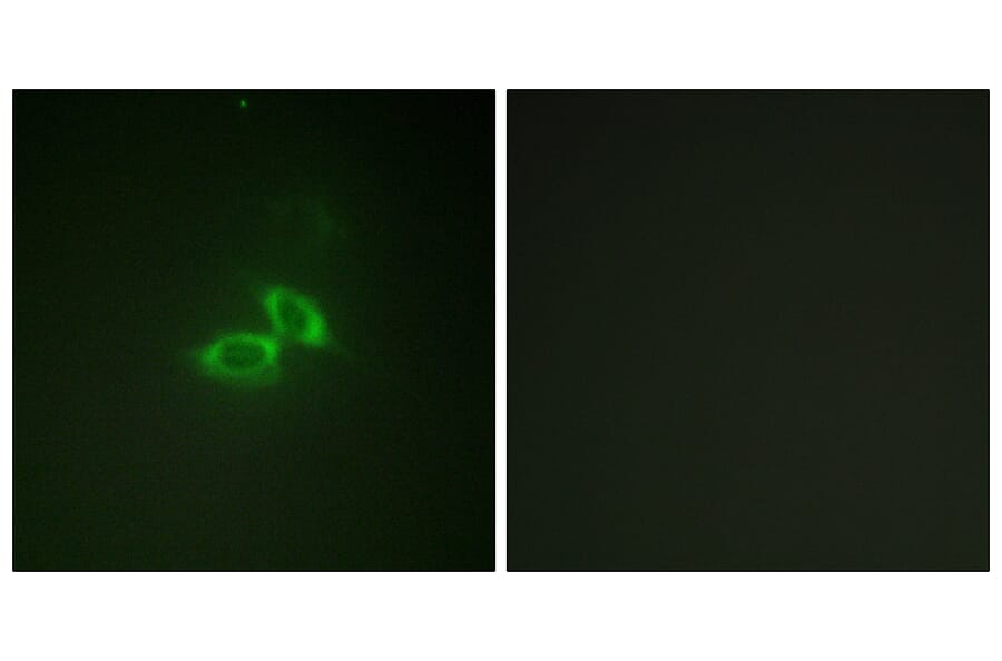 Immunofluorescence - Anti-NMDAR1 Antibody (B0692) - Antibodies.com