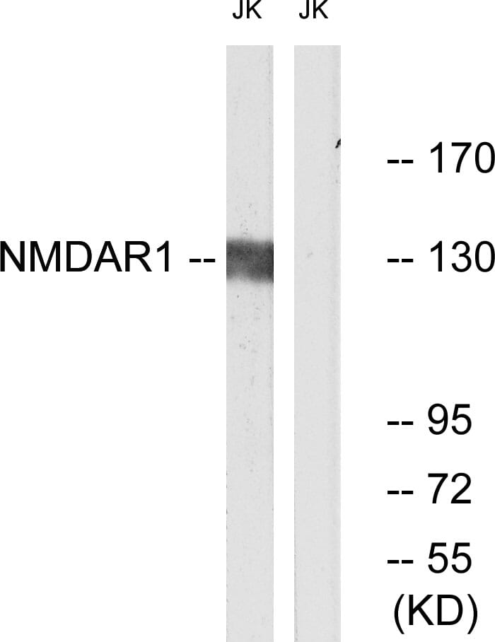 Nmdar1 sale