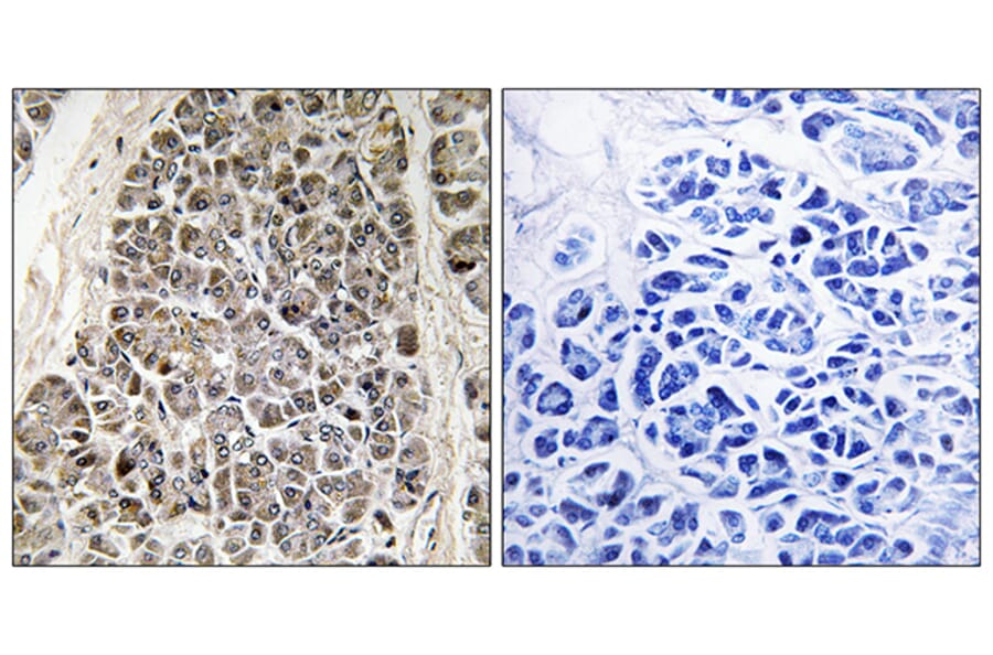 Immunohistochemistry - Anti-MRPS21 Antibody (C16653) - Antibodies.com