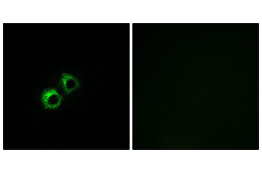 Immunofluorescence - Anti-MRPS21 Antibody (C16653) - Antibodies.com