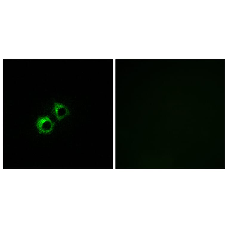 Immunofluorescence - Anti-MRPS21 Antibody (C16653) - Antibodies.com