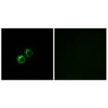 Immunofluorescence - Anti-MRPS21 Antibody (C16653) - Antibodies.com