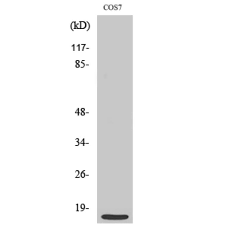 Western Blot - Anti-MRPS21 Antibody (C16653) - Antibodies.com