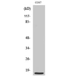 Western Blot - Anti-MRPS21 Antibody (C16653) - Antibodies.com