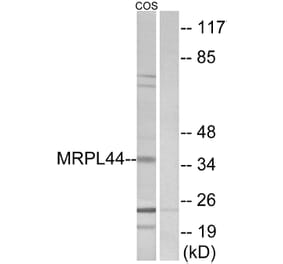 Western Blot - Anti-MRPL44 Antibody (C14080) - Antibodies.com