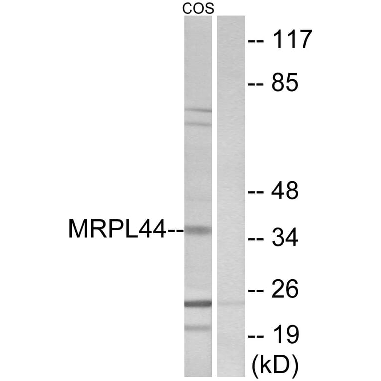 Western Blot - Anti-MRPL44 Antibody (C14080) - Antibodies.com