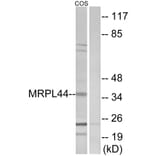 Western Blot - Anti-MRPL44 Antibody (C14080) - Antibodies.com