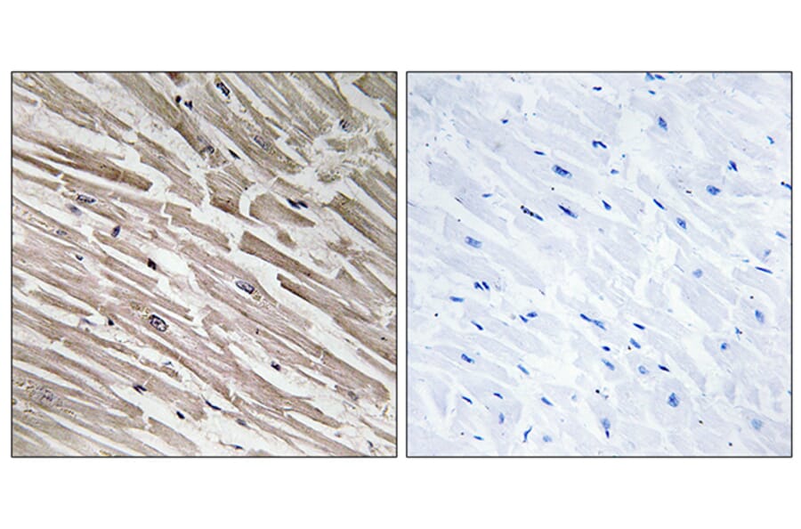 Immunohistochemistry - Anti-MRPL44 Antibody (C14080) - Antibodies.com