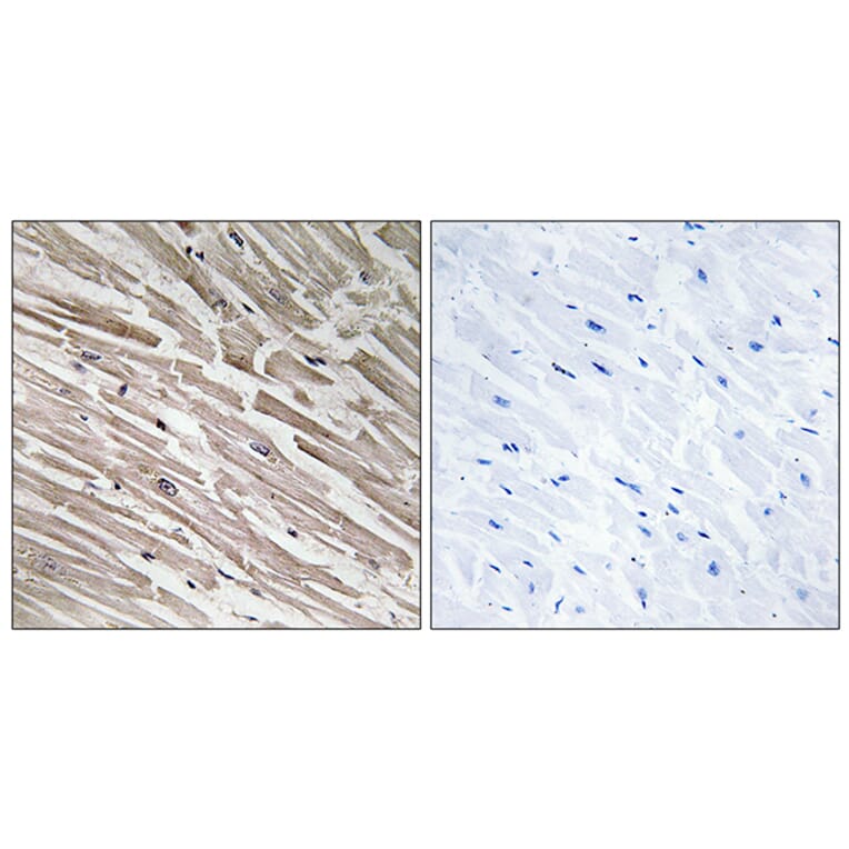 Immunohistochemistry - Anti-MRPL44 Antibody (C14080) - Antibodies.com